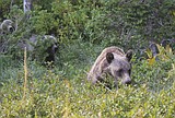 Plan looks to preserve griz habitat, claims climate change might help bears