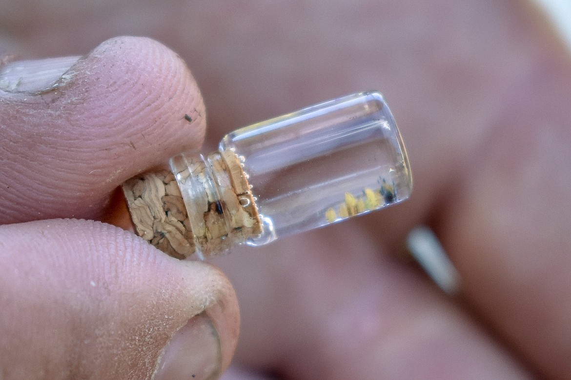 Dan McLaury holds up a glass vile with gold flakes from his gold panning demonstration. he said he probably gives away about an ounce a year. 
(Ben Kibbey/The Western News)