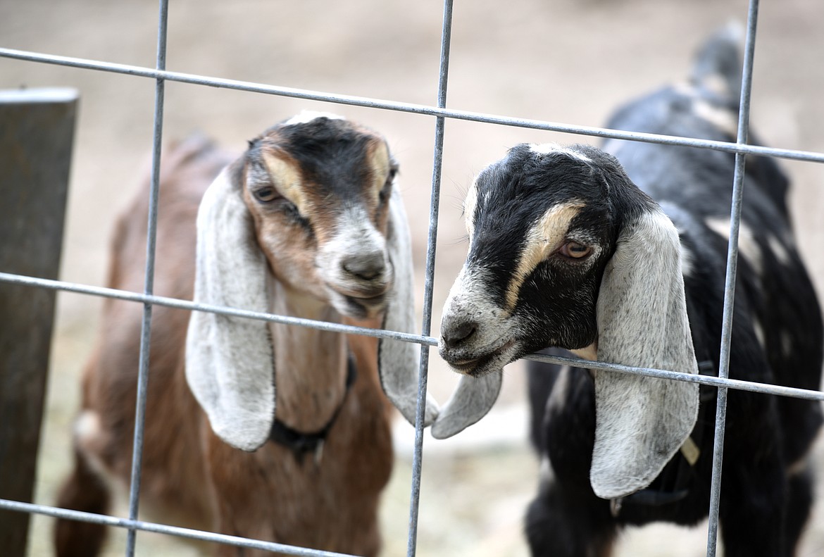 Goats in the pen at the Peerman Family Farm on Wednesday, May 23.(Brenda Ahearn/Daily Inter Lake)