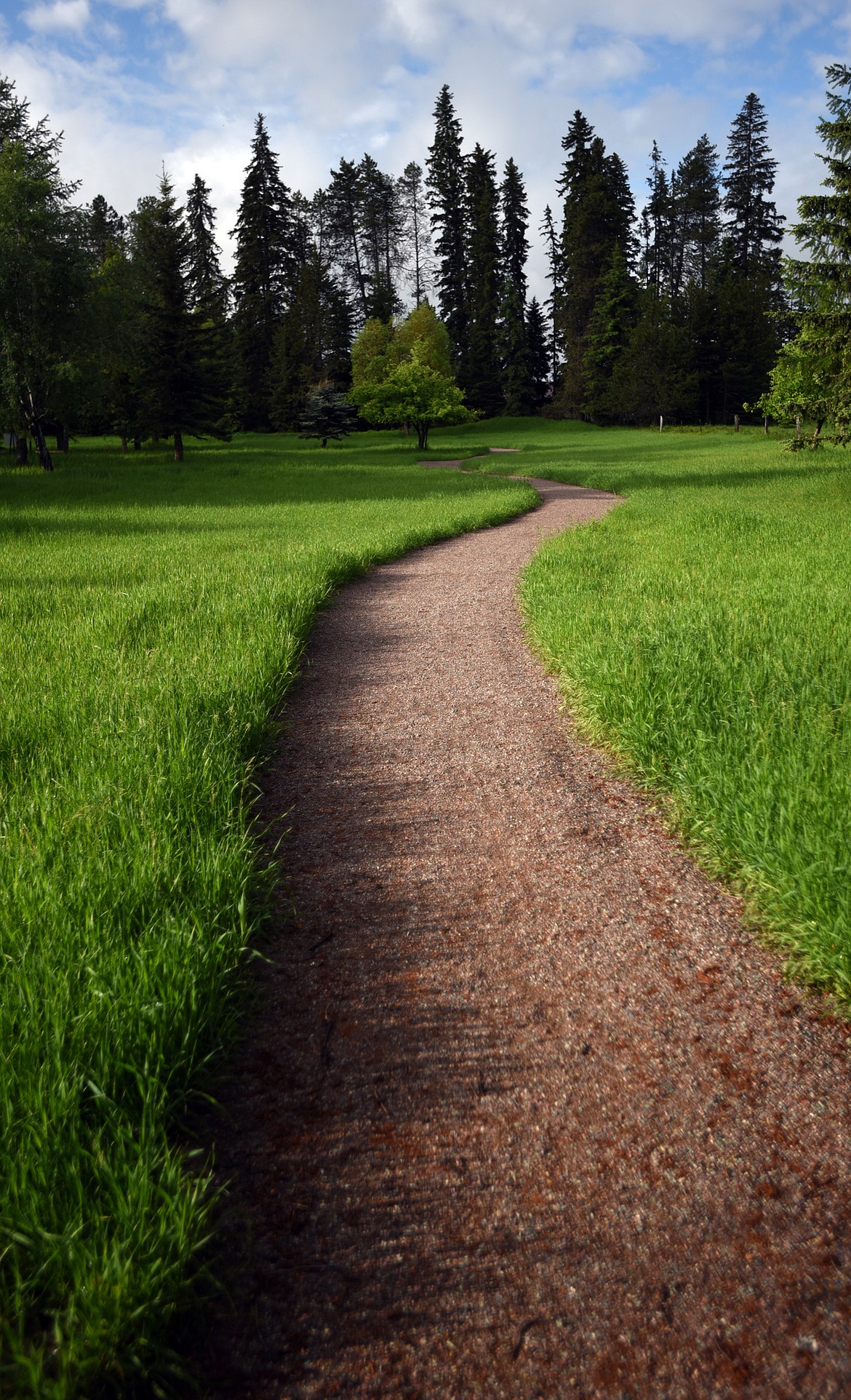 View of the James R. Bakke Nature Reserve trail on Wednesday morning, May 30, in Whitefish. (Brenda Ahearn/Daily Inter Lake)