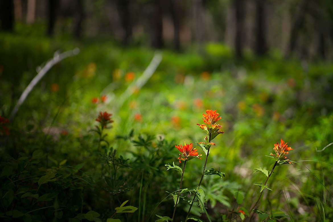 Paintbrush blooms in the forest.