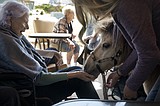 Small horses bring big smiles to Timber Creek Village