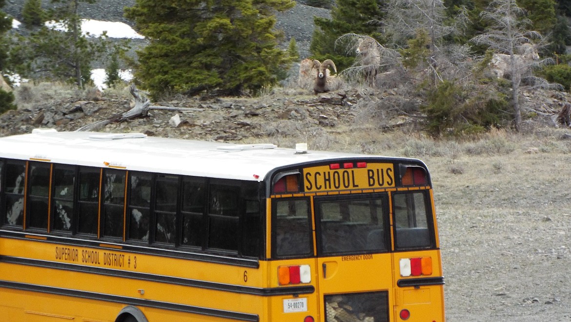 Students with the Superior Science Club saw a lot of wildlife on their recent trip to Yellowstone National Park. (Photo courtesy of Beau Servo)