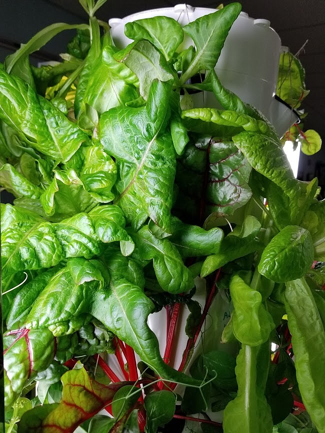 Photo by MANDI BATEMAN
Plants thrive in the vertical aeroponic garden at Mount Hall Elementary School.