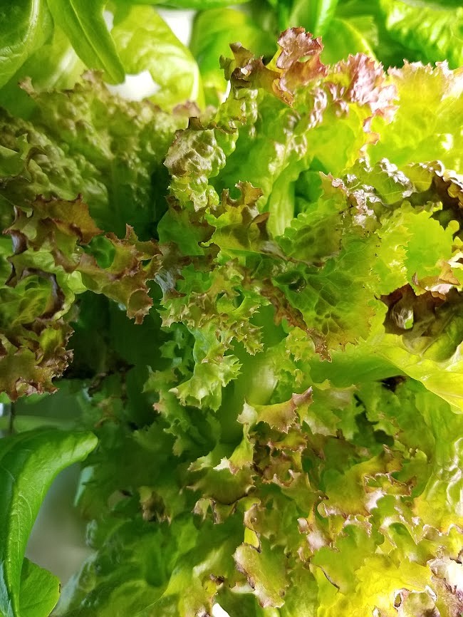 Photo by MANDI BATEMAN
The class planned on eating the fresh lettuce at a Salad Party at the end of the lessons.