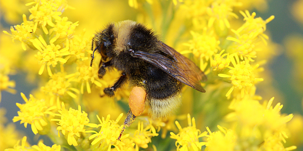 Photography Tips - PNW Bumble Bee Atlas