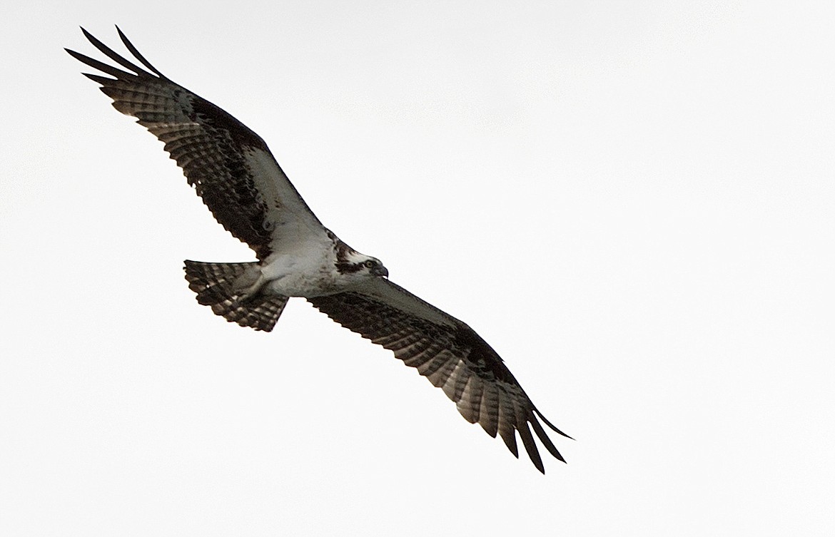 LOREN BENOIT/Press File 
An osprey soars over Lake Coeur d&#146;Alene in 2016.