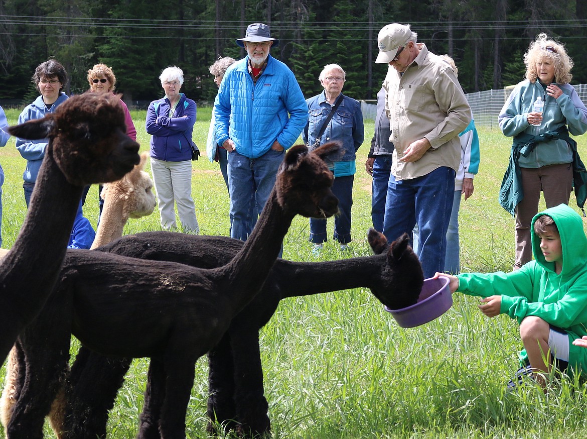 (Photo by MARY MALONE)
A youngster feeds one of the residents of the Aspen Alpaca Company farm during Thursday&#146;s Bonner County Farm Tour, hosted by the University of Idaho Extension-Bonner County and the Bonner County Agriculture Forestry Committee.