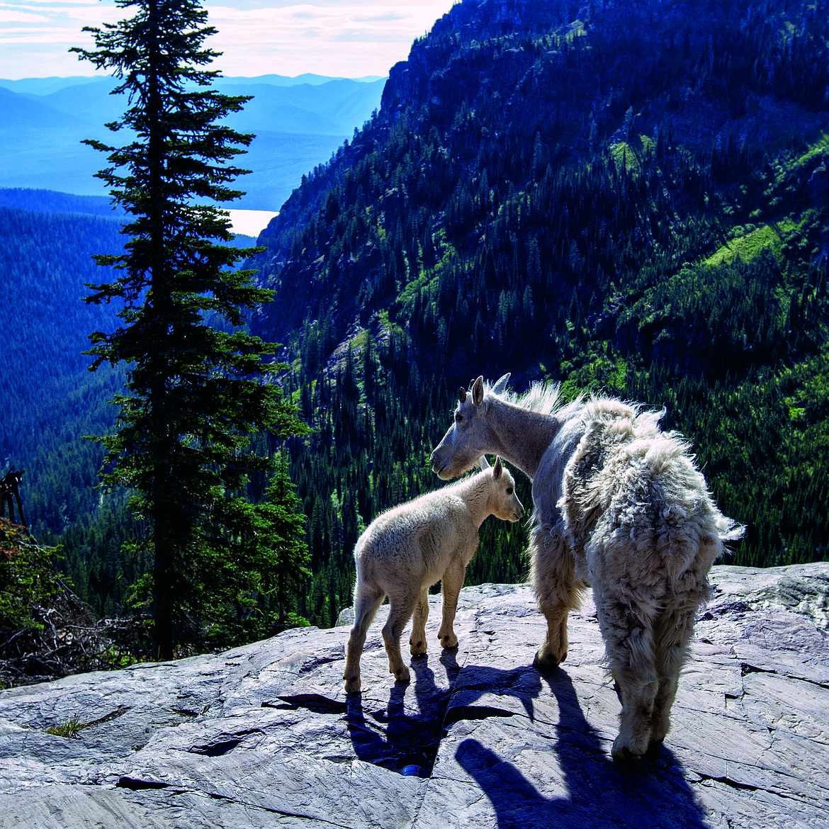 Bret Bouda photographed these mountain goats during one of his hikes in the Comeau Pass area in Glacier National Park. (Courtesy Bret Bouda)