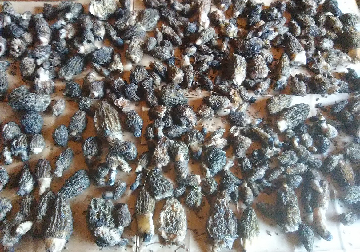 A recent haul of morel mushrooms is pictured. The morels were harvested by Matt Opalka in the footprint of the Rice Ridge Fire, which burnt over 155,000 acres east of Seeley Lake last summer. (Courtesy of Matt Opalka)