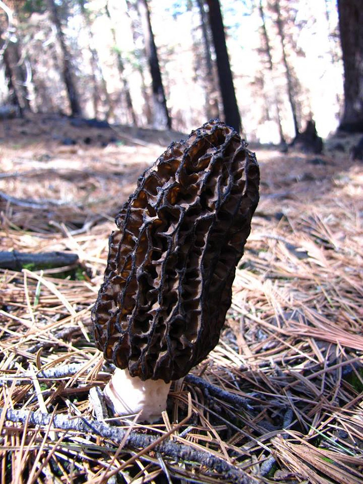 A MOREL mushroom emerges from the Yosemite National Park forest floor the spring following a forest fire. (C. Alina Cansler photo)