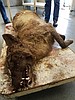 Canine creature was in fact, just a wolf