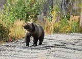 North Forkers on alert for dog-eating grizzly