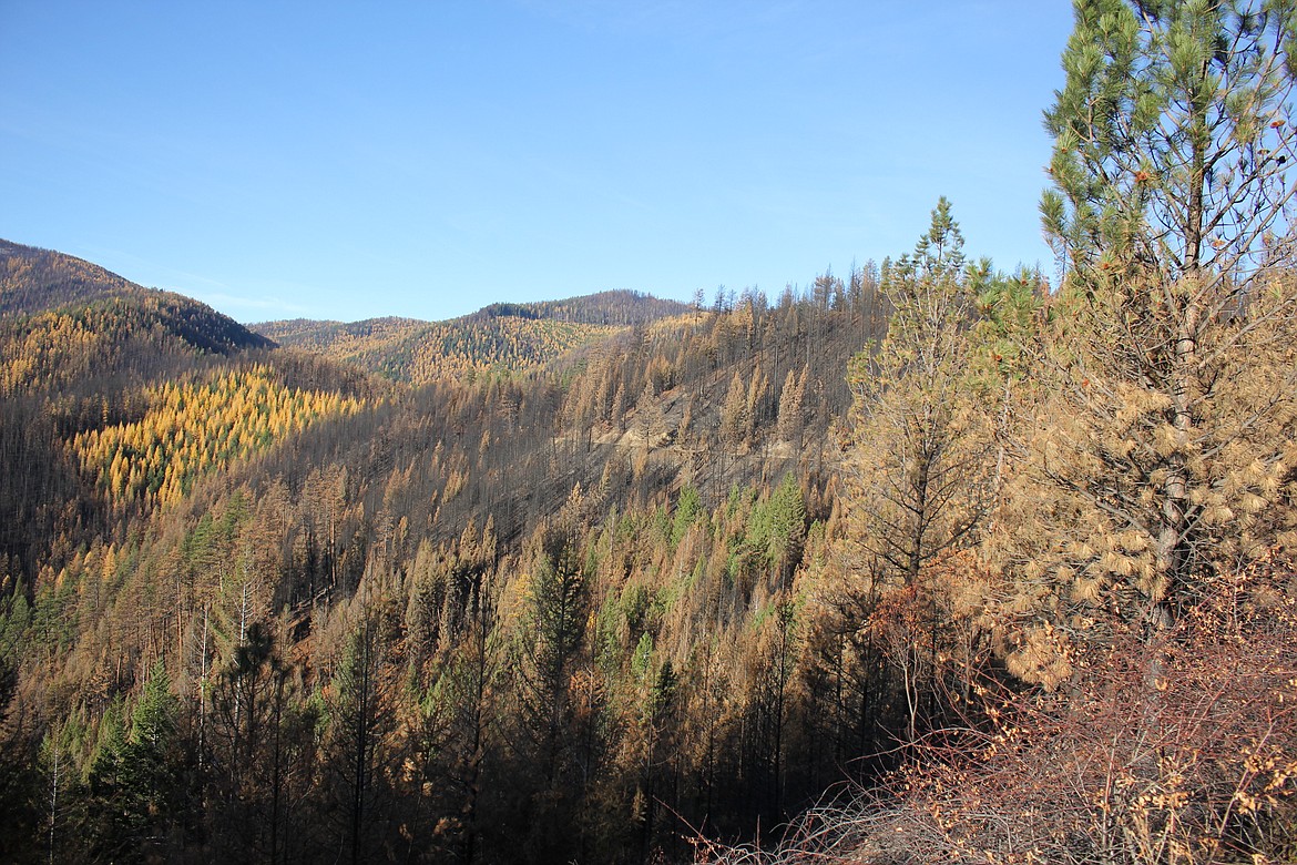 Last summers Sunrise Fire burned over 27,000 acres near Superior and there are plans to reforest 7,200 acres where natural reforestation will not take place. (Kathleen Woodford/Mineral Independent).