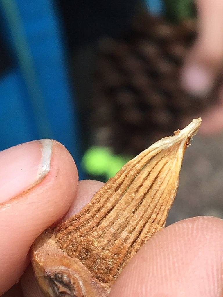 Seeds are harvested from pinecones in order to start the process to grow trees to reforest areas scarred by wildfires. (Photo by Jessica Maurer)