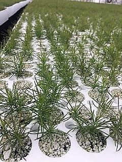 The tree nursery in Couer d&#146;Alene grows over 16 million seedlings annually. It takes two years for a seedling to be ready to transplant in areas burned by wildfires. (Photo by Jessica Maurer).