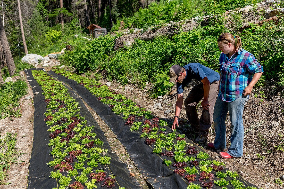 Rudy and Bonnie Geber of Hoot Owl Farm survey one of their lettuce crops on May 22, 2018. (John Blodgett/The Western News)