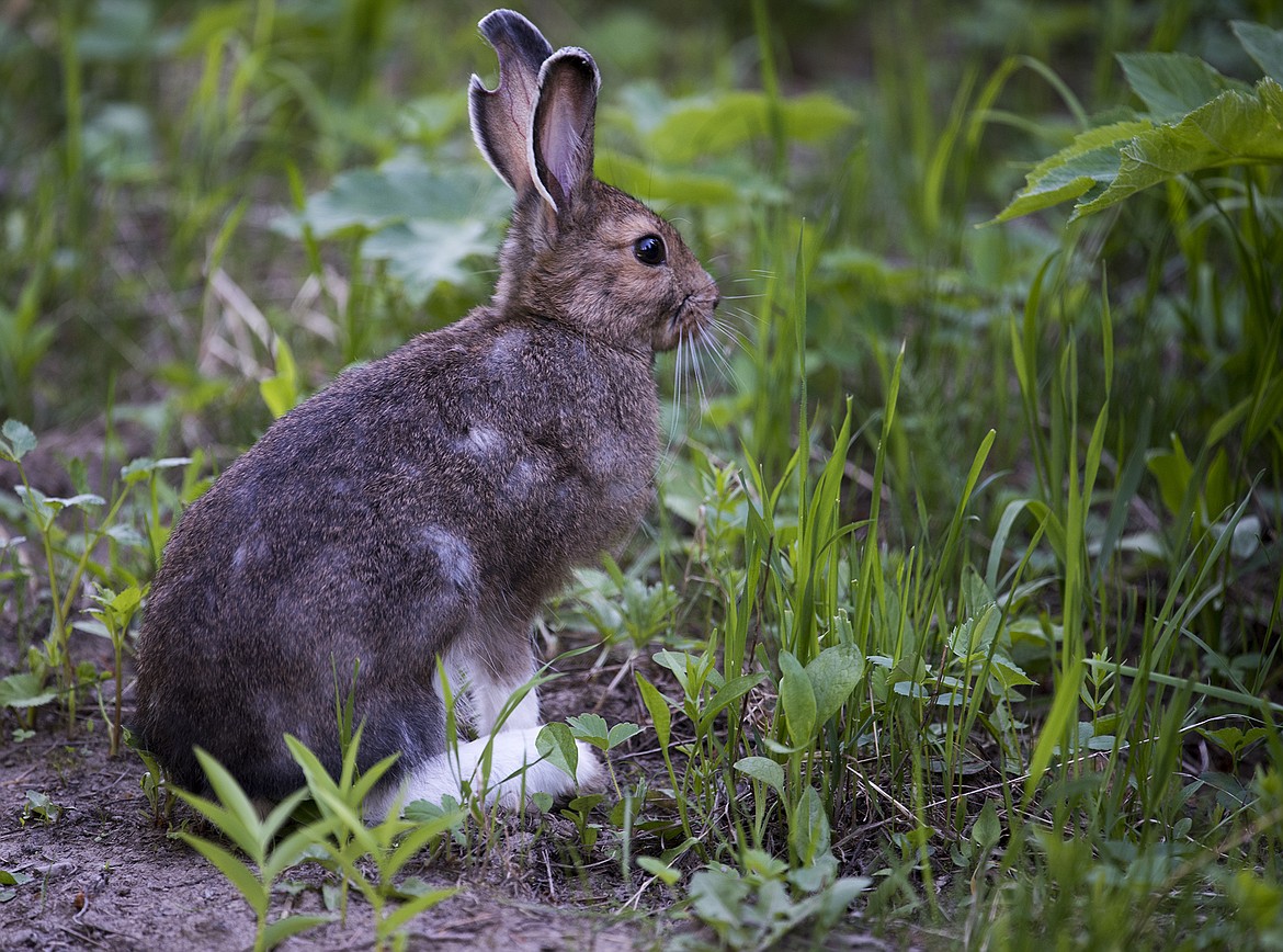 Snowshoe hare in camp.