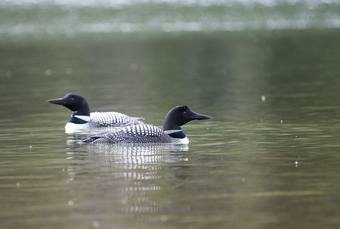 Common loons on a Glacier Park lake.