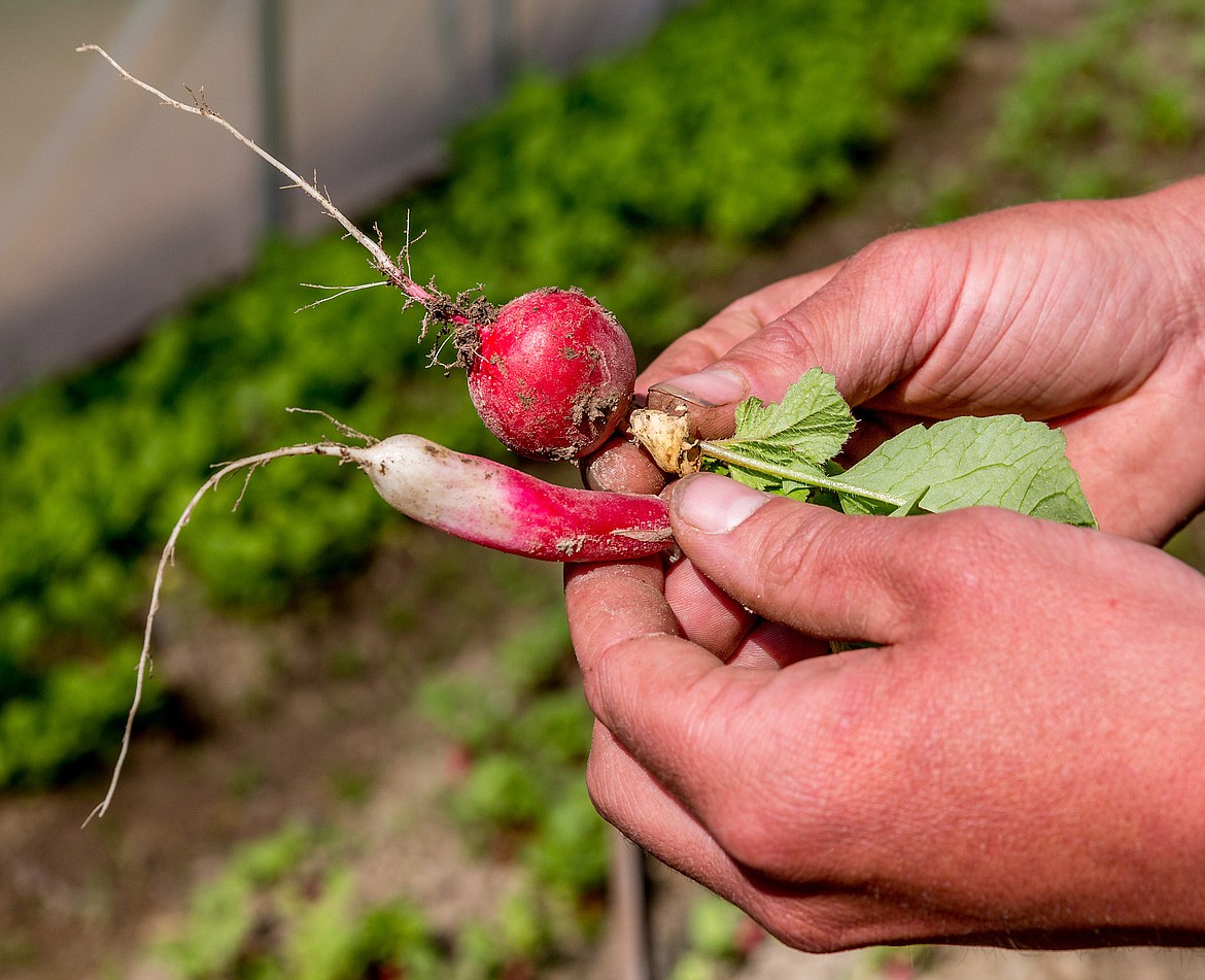 Rudy Geber holds two varieties of radishes grown at Hoot Owl Farm -- a French breakfast, bottom, and a rover -- on May 22, 2018. (John Blodgett/The Western News)