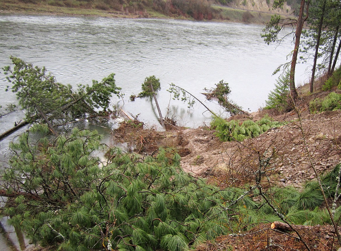 Homeowners are warned not to disturb trees and shrubs near river and stream banks. They help hold the bank in place and if removed can cause extensive damage to property. (Photo courtesy of Mineral County Conservation District)