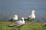Gulls' day out