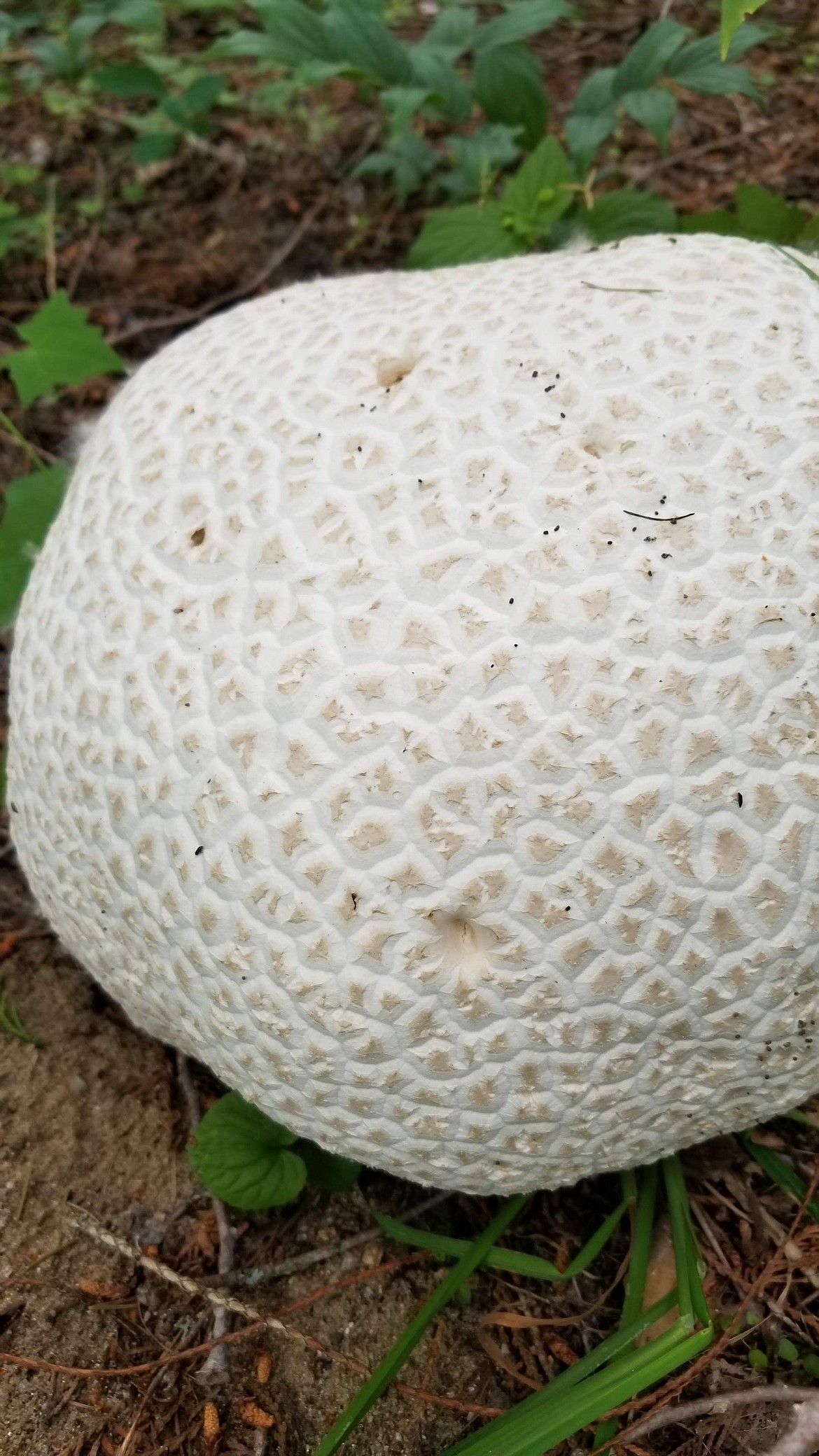 Photo by MANDI BATEMAN
This giant puffball mushroom was thriving in the rainy, cool weather this spring.