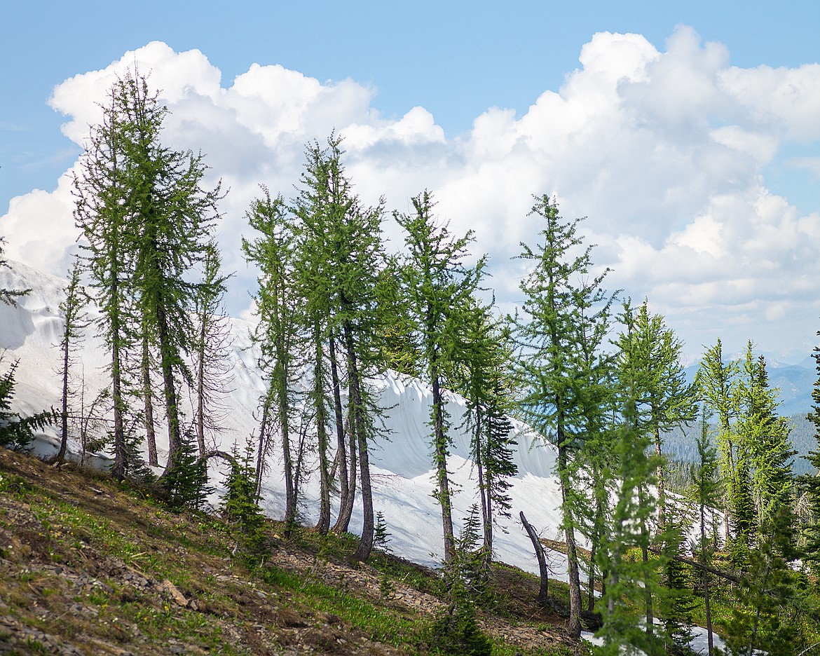 Unique to the Ten Lakes area is alpine larch, a hardy tree that grows in harsh environments.