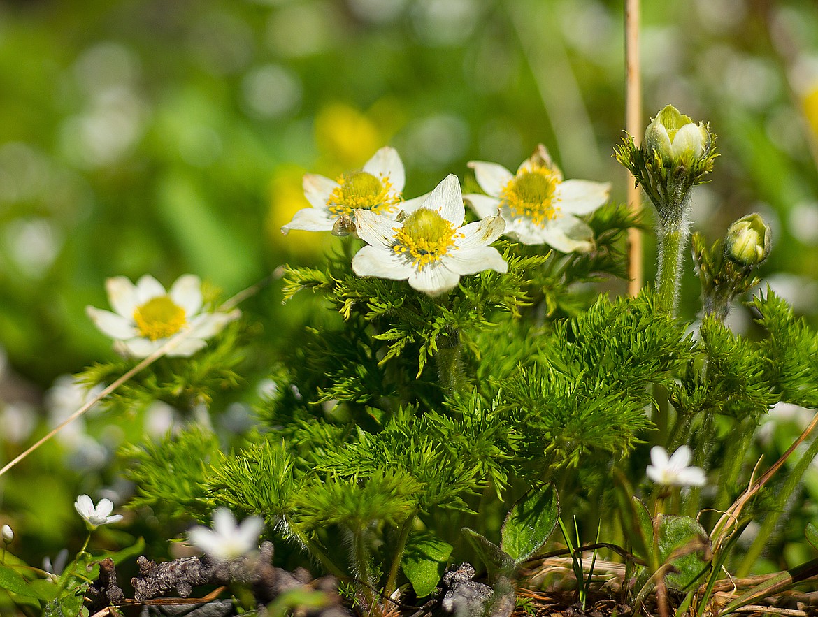 Western Pasqueflower blooms on the slopes of Poorman Mountain.