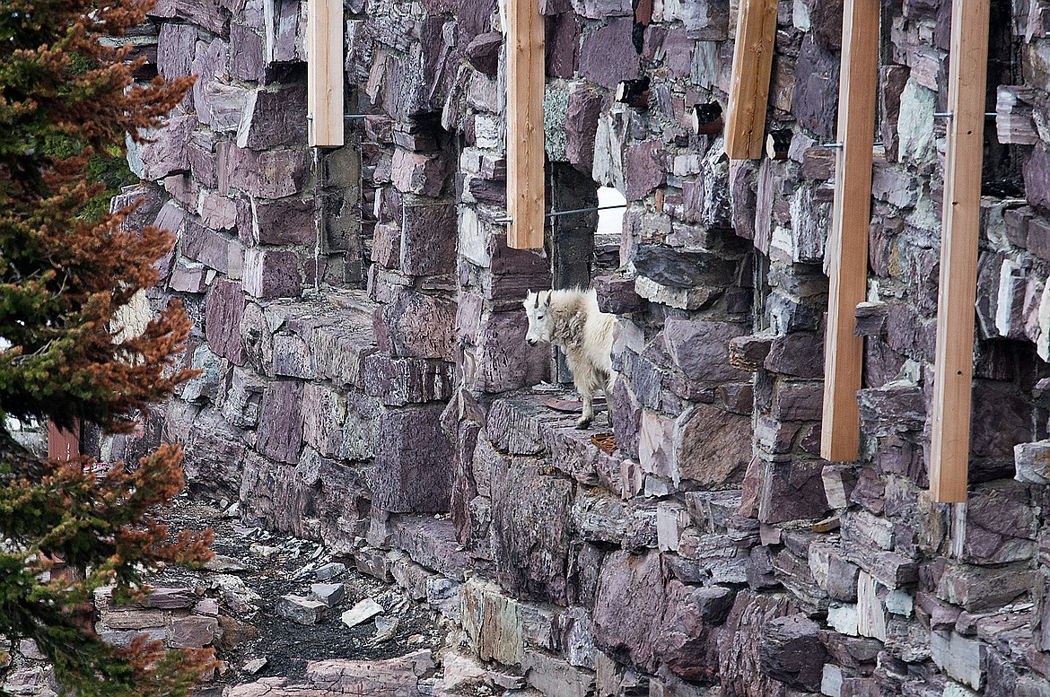 A mountain goat looks out a window of the Sperry Chalet remains last week. (Chris Peterson/Hungry Horse News)