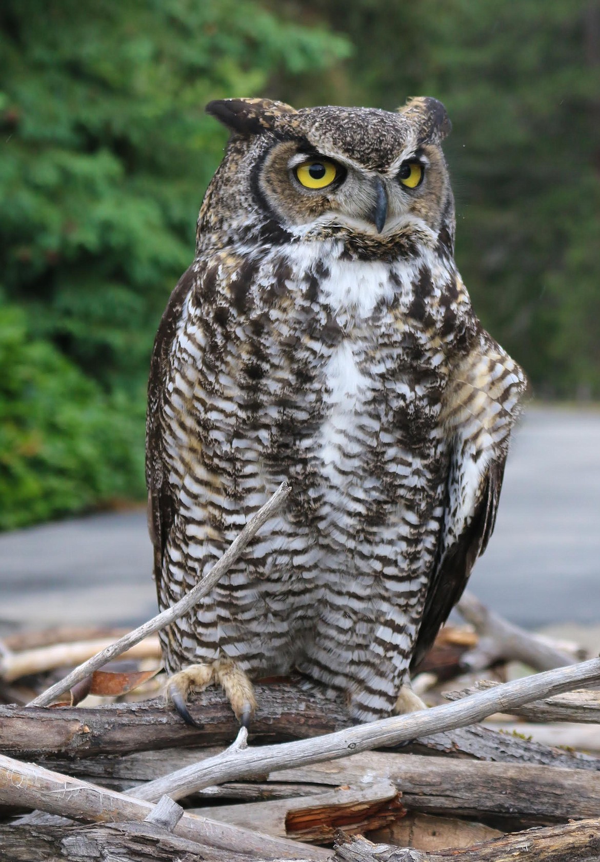 Photo by MANDI BATEMAN
Hott, the owl, was a favorite of the photographers that attended.