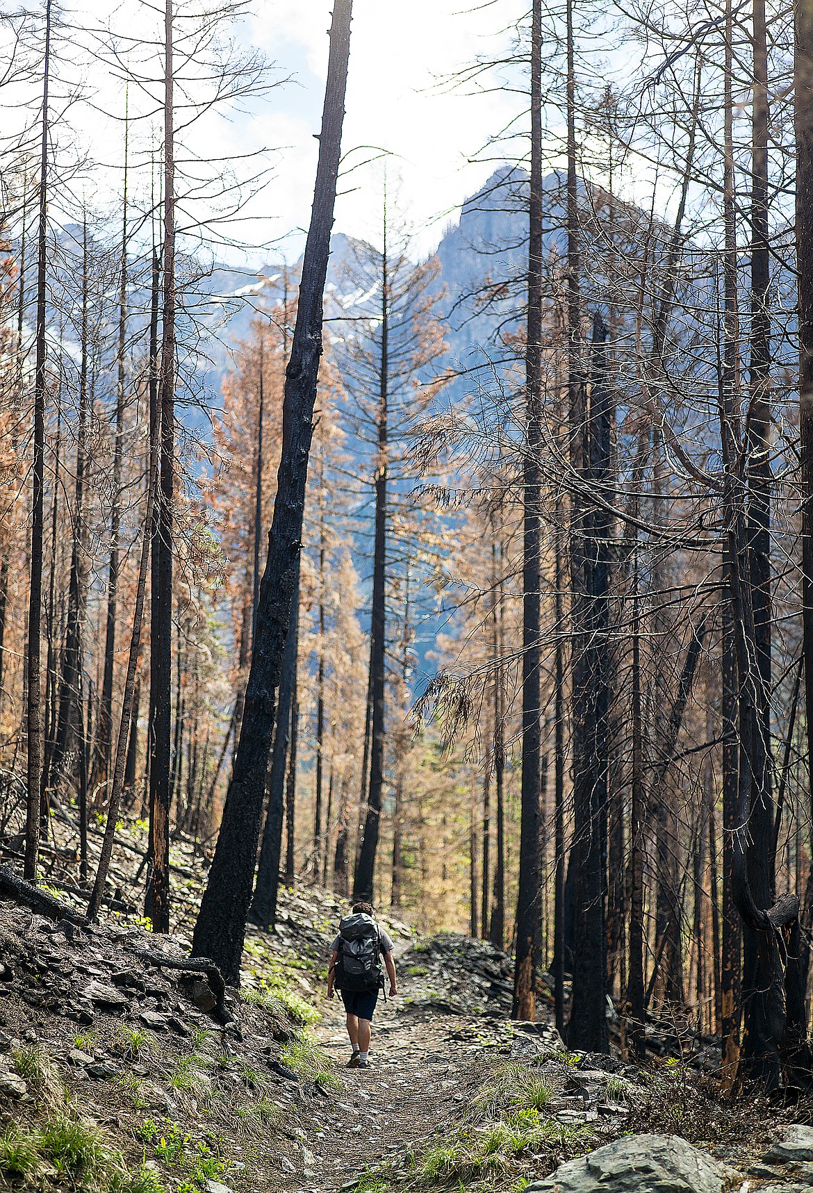 Miles of the Gunsight Pass Trail en route to Sperry Chalet were razed by the Sprague Fire.