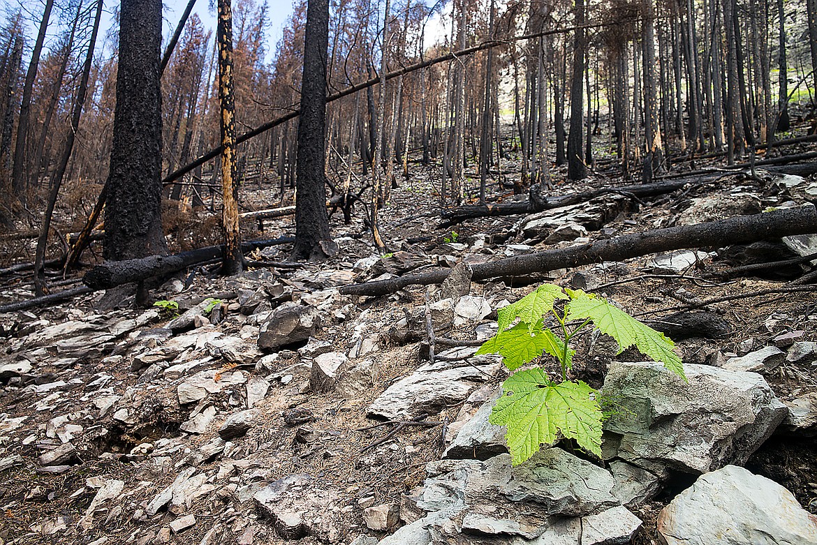 A thimbleberry bush sprouts in the Sprague Fire burn. It will take years for the forests to return.