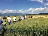 UI Boundary County variety trials and field day is June 28