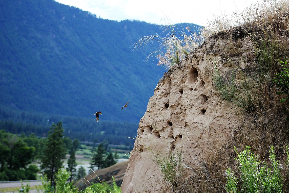 North American bank swallows have colonies that can contain from 10 to 2,000 nests on natural bluffs, and eroding bank streams. (Kathleen Woodford photos)