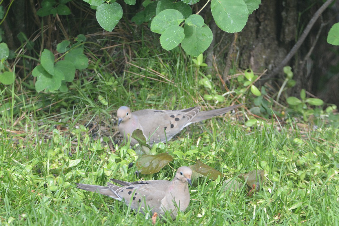 Mourning doves have black spots on their wings and tail with long pointed wings almost falcon like in appearance. Their name comes from its mournful cooing.