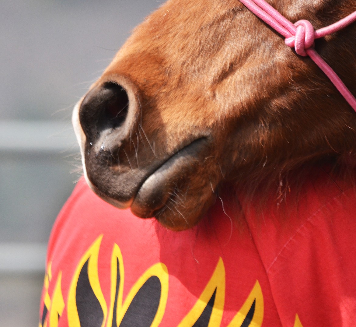 When a connection is made, the feel is always returned to the cowboy in the most affectionate way a horse knows how (Erin Jusseaume/ Clark Fork Valley Press)