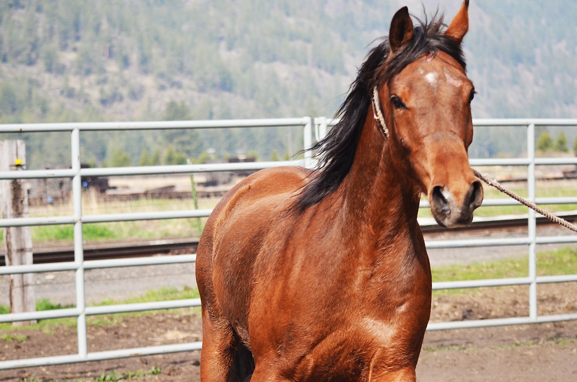 Not quite ready to settle in, the bay Arabian continues to make the rounds along the fence of the round pen (Erin Jusseaume/ Clark Fork Valley Press)