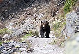 The bathing bear