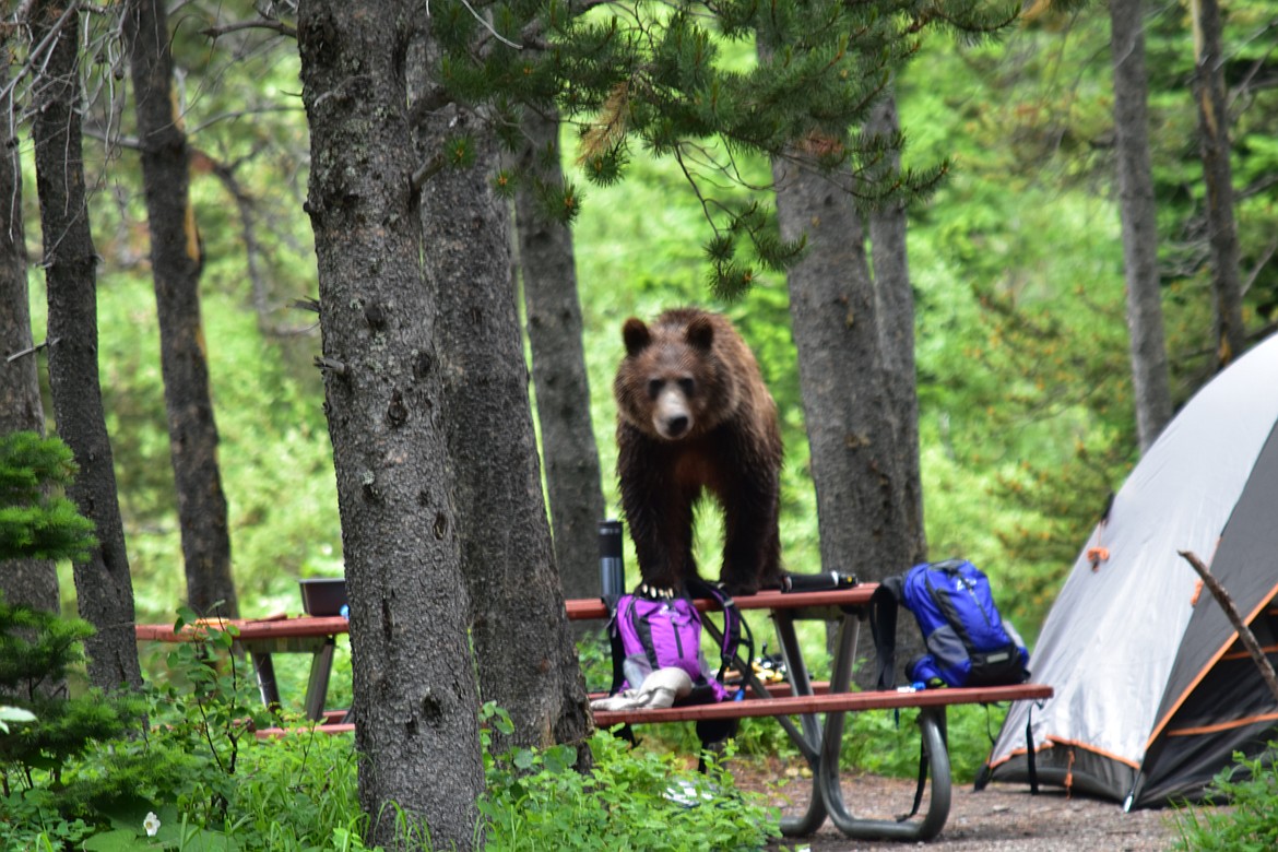 A grizzly bear stands on a picnic table in the Many Glacier Campground in Glacier National Park on Friday, June 29. (NPS photo)