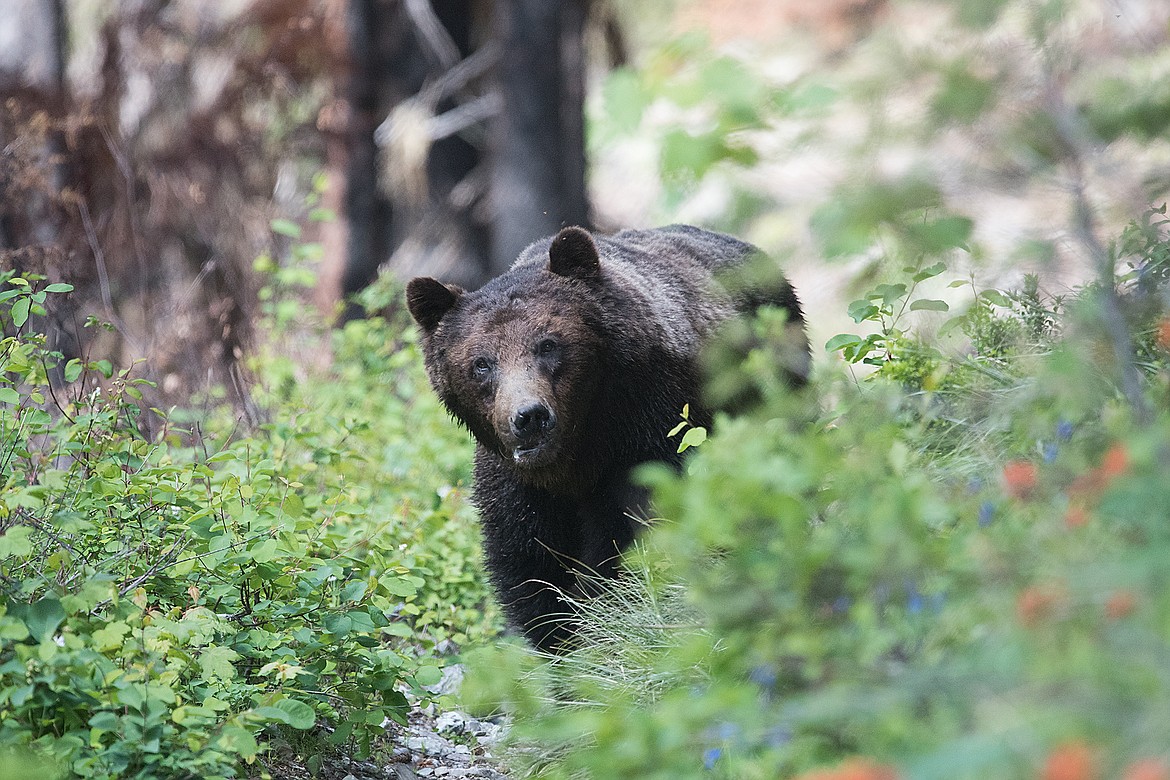 A grizzly bear looks around the corner of the Gunsight Pass Trail.