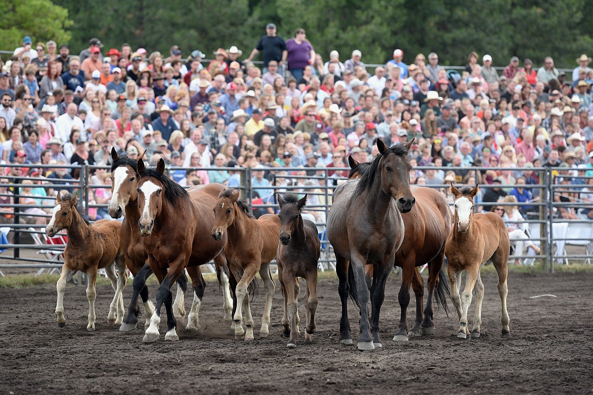 Mares and their foal are walked around the arena prior to the Bigfork Summer Pro Rodeo on Friday. (Casey Kreider/Daily Inter Lake)