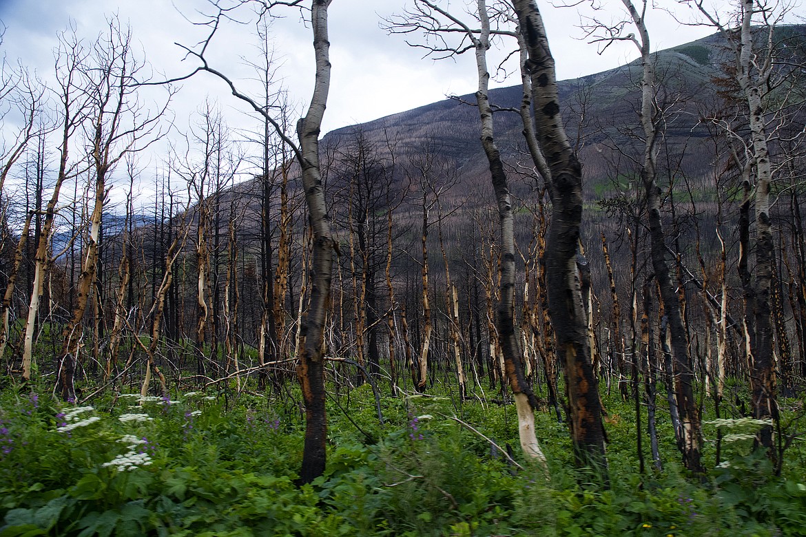 New growth emerges in the footprint of the Kenow Fire.