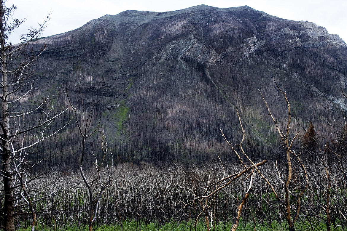 Scorched hilsides show the path of the Kenow Fire.