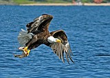 The eagle has landed