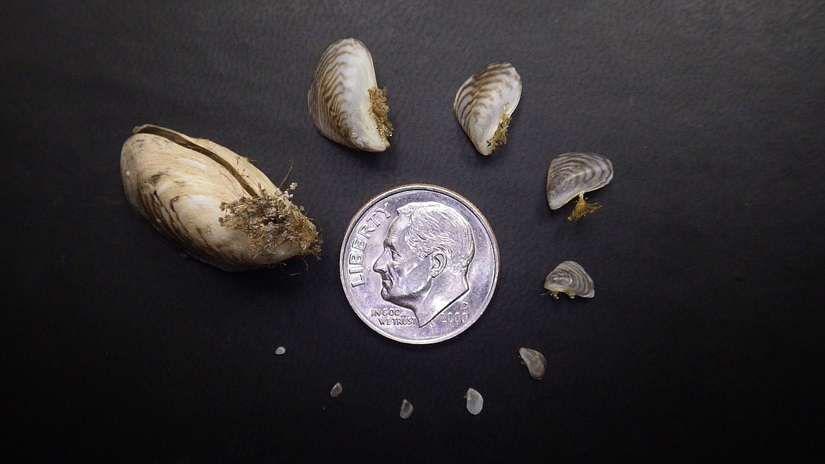 Mussels that threaten Idaho waterways come in many different sizes. (Photo courtesy of Idaho State Department of Agriculture)