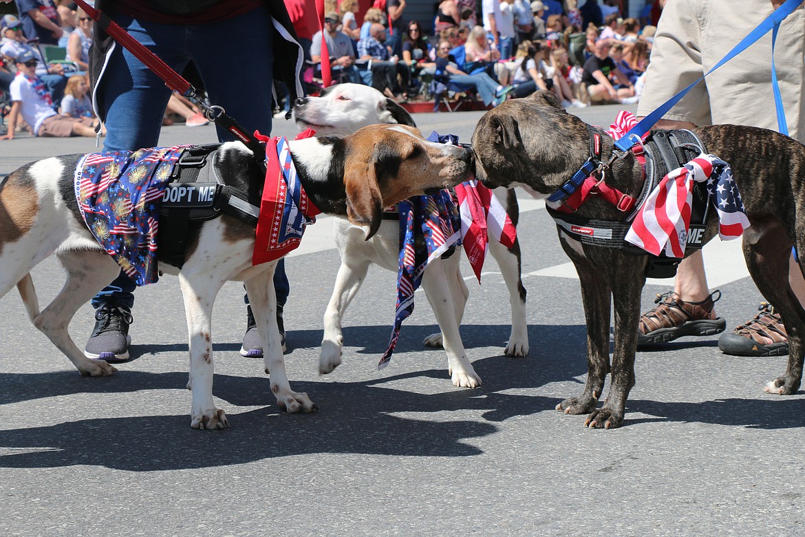 (Photo by CAROLINE LOBSINGER)Panhandle Animal Shelter pups say hello to each other while taking part in  the Sandpoint Lions' Grand Parade on the Fourth of July Wednesday.