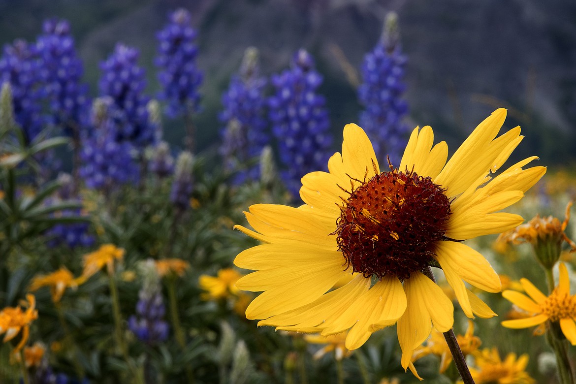 Blanketflower and lupine bloom in the post-fire landscape.