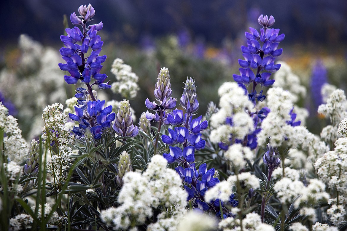 Wildflowers fill the fields throughout Waterton Lakes National Park right now.