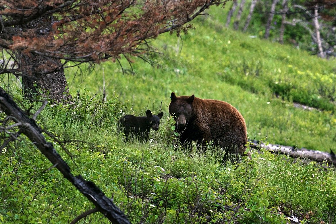 A black bear and her cubs go for a walk in Waterton Village.